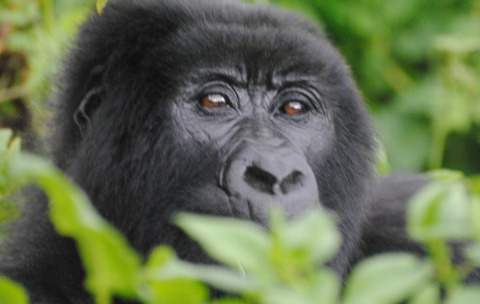 Bwindi Mountain Gorilla trekking