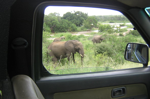 Self Drive Safari